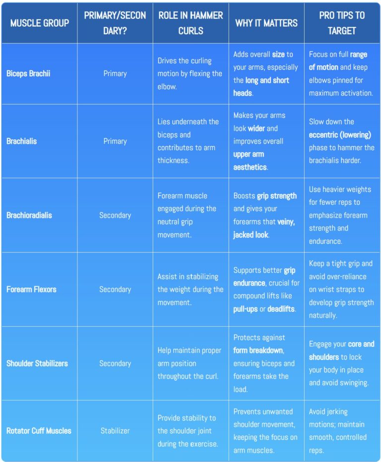 Detailed table of primary and secondary muscles worked during hammer curls, including biceps brachii, brachialis, and forearm muscles, with tips to maximize gains.