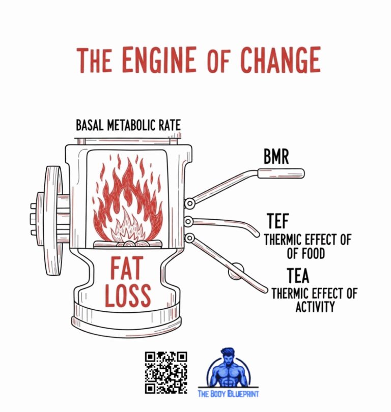 A simple hand-drawn diagram showing a furnace labeled "The Engine of Change" with three levers: BMR, TEF, and TEA, which collectively drive fat loss.