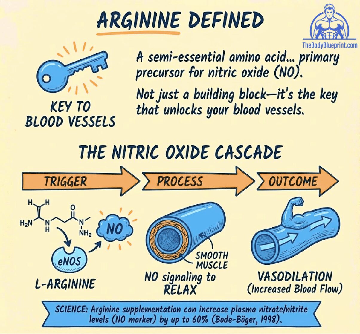 Scientific diagram defining Arginine as the primary precursor for Nitric Oxide (NO). It illustrates the NO Cascade: L-Arginine + eNOS leads to NO signaling, causing smooth muscle to relax, resulting in Vasodilation and Increased Blood Flow. Text cites a study showing Arginine increases NO markers by up to 60% (Bode-Böger 1998).