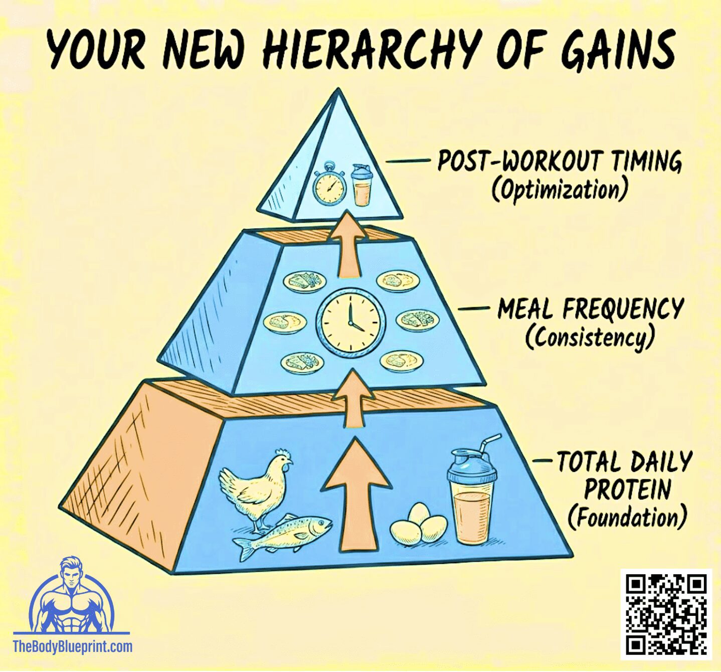 Diagram of the Hierarchy of Gains, a pyramid of nutrition priorities for muscle building. The base is Total Daily Protein (Foundation), the middle is Meal Frequency (Consistency), and the peak is Post-Workout Timing (Optimization).