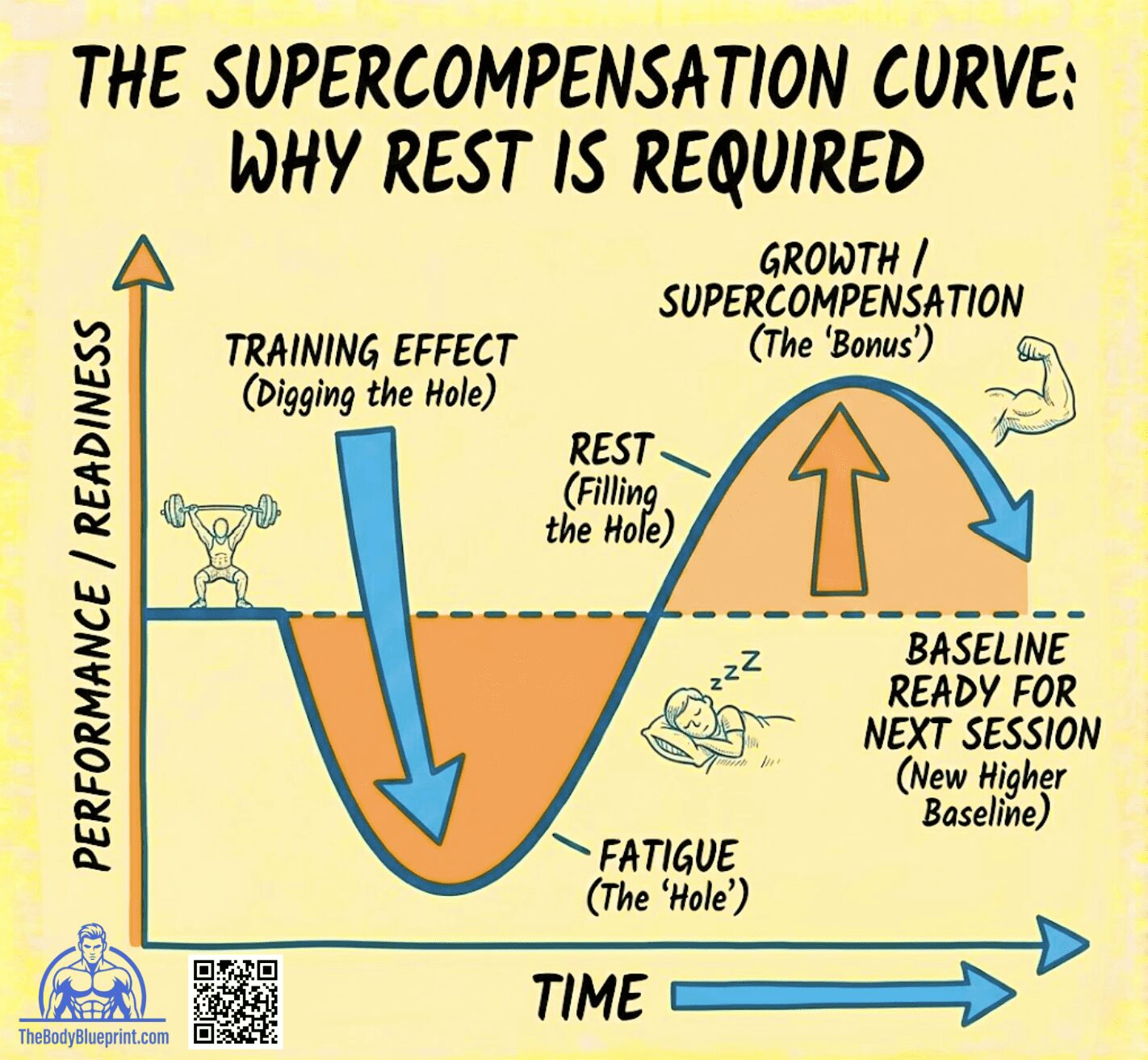 Diagram of the Supercompensation Curve, showing Training Effect leads to Fatigue ('The Hole'), which is recovered by Rest ('Filling the Hole'), resulting in Growth/Supercompensation ('The Bonus') and a New Higher Baseline of Performance/Readiness.